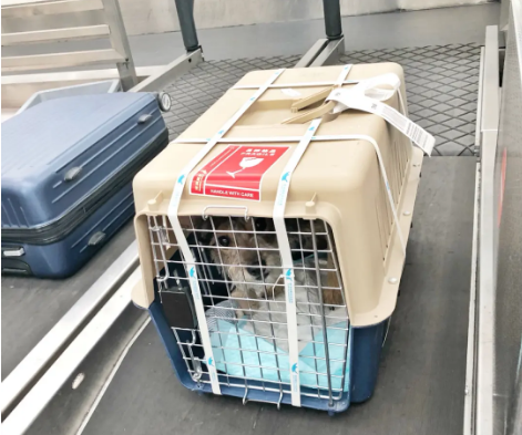 通辽宠物托运 宠物托运公司 机场宠物托运 宠物空运